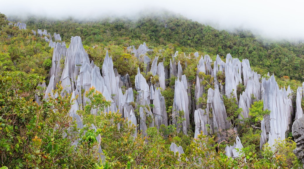 Limestone pinnacles at gunung mulu national park