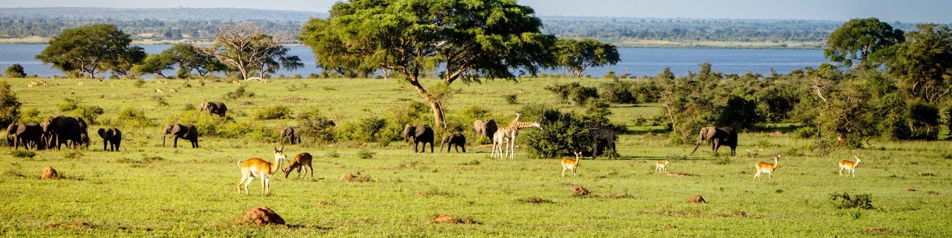 A lonely umbrella thorn acacia with some Uganda Kob in the Murchison Falls national park Savannah in Uganda. Currently threatened by oil drilling companies
