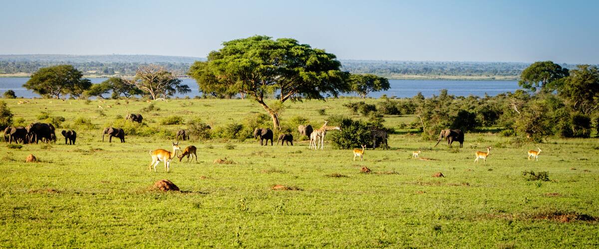 A savanna landscape with a variety of wildlife including elephants, giraffes, and antelopes.