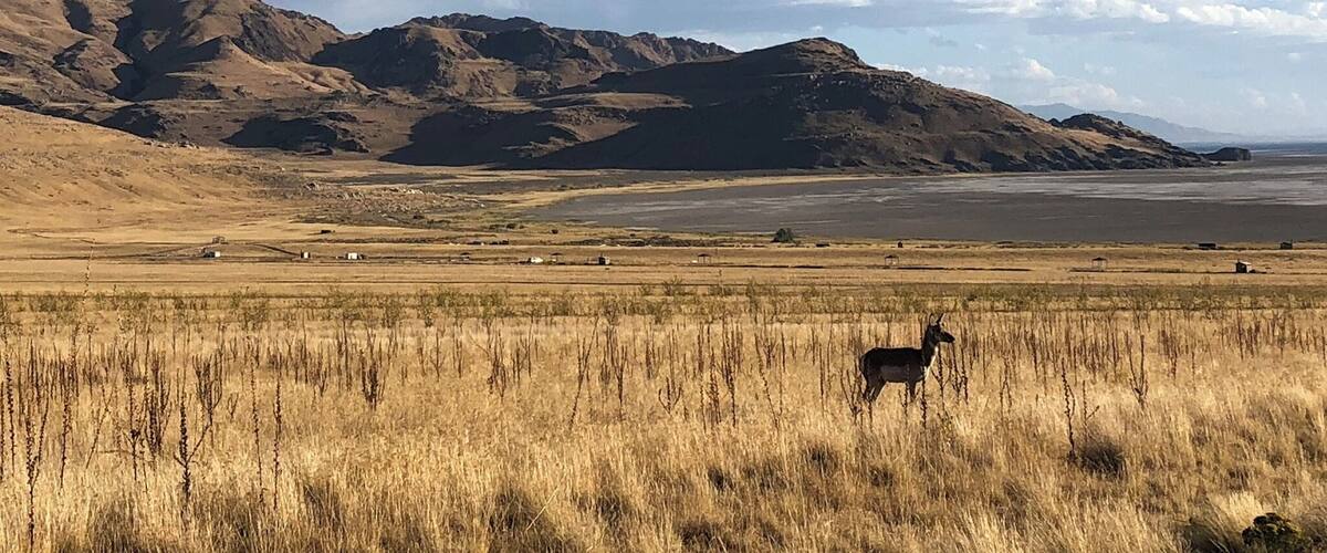 Some far way place on an exotic continent where wild animals roam free? Nope. This is actually just 45 minutes away from Downtown Salt Lake City. Antelope Island is a refuge for wildlife, specifically for buffalo and, you guessed it, antelope. A trip there transports the visitor to another land that resembles more of an African savanna than the largest island in the Great Salt Lake.
#lifeatexpedia