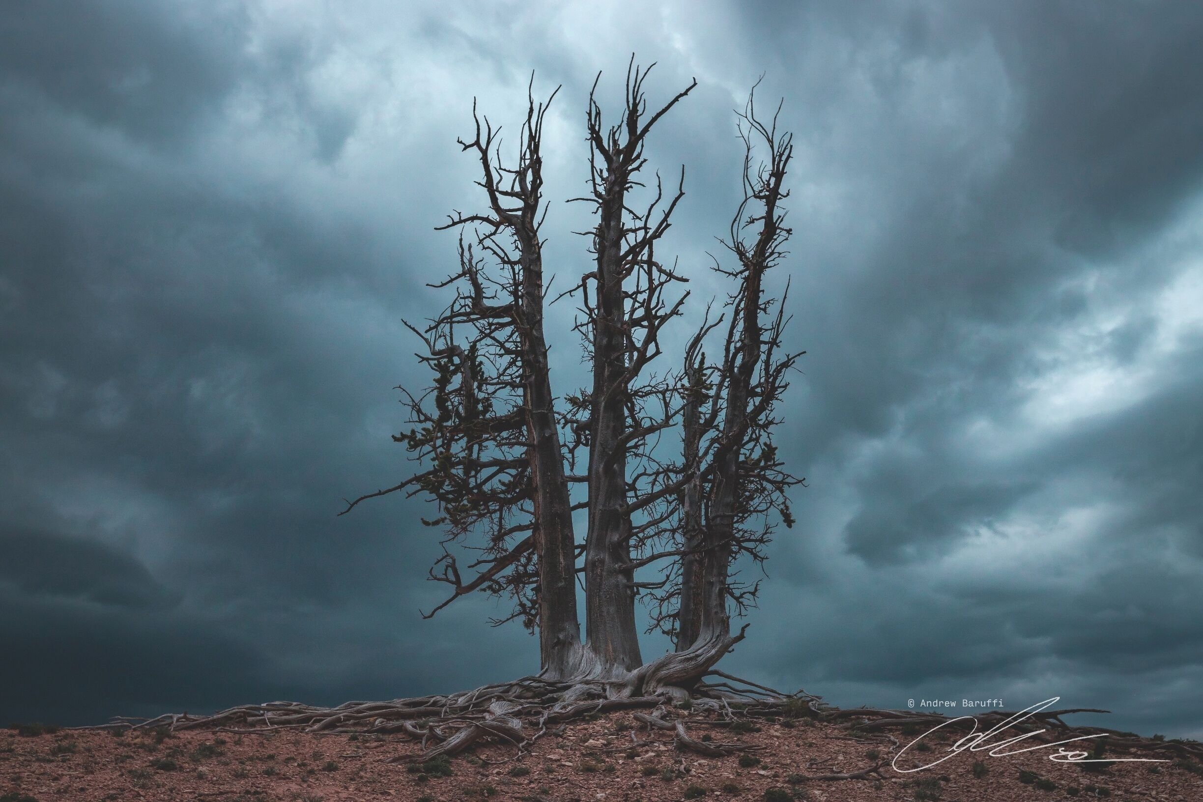 The Ramparts Overlook at Cedar Breaks provides some gnarled bristlecones that can add some mood to any stormy summer day. The Spectra Point hike technically ends at Ramparts, but if you keep heading along game trails further west along the ridge you'll arrive at Bartizan Arch which is a hidden gem that's a must at Cedar Breaks. #landscapephotography #mood #bristlecone #stormy #summer #tree #cedarbreaks
