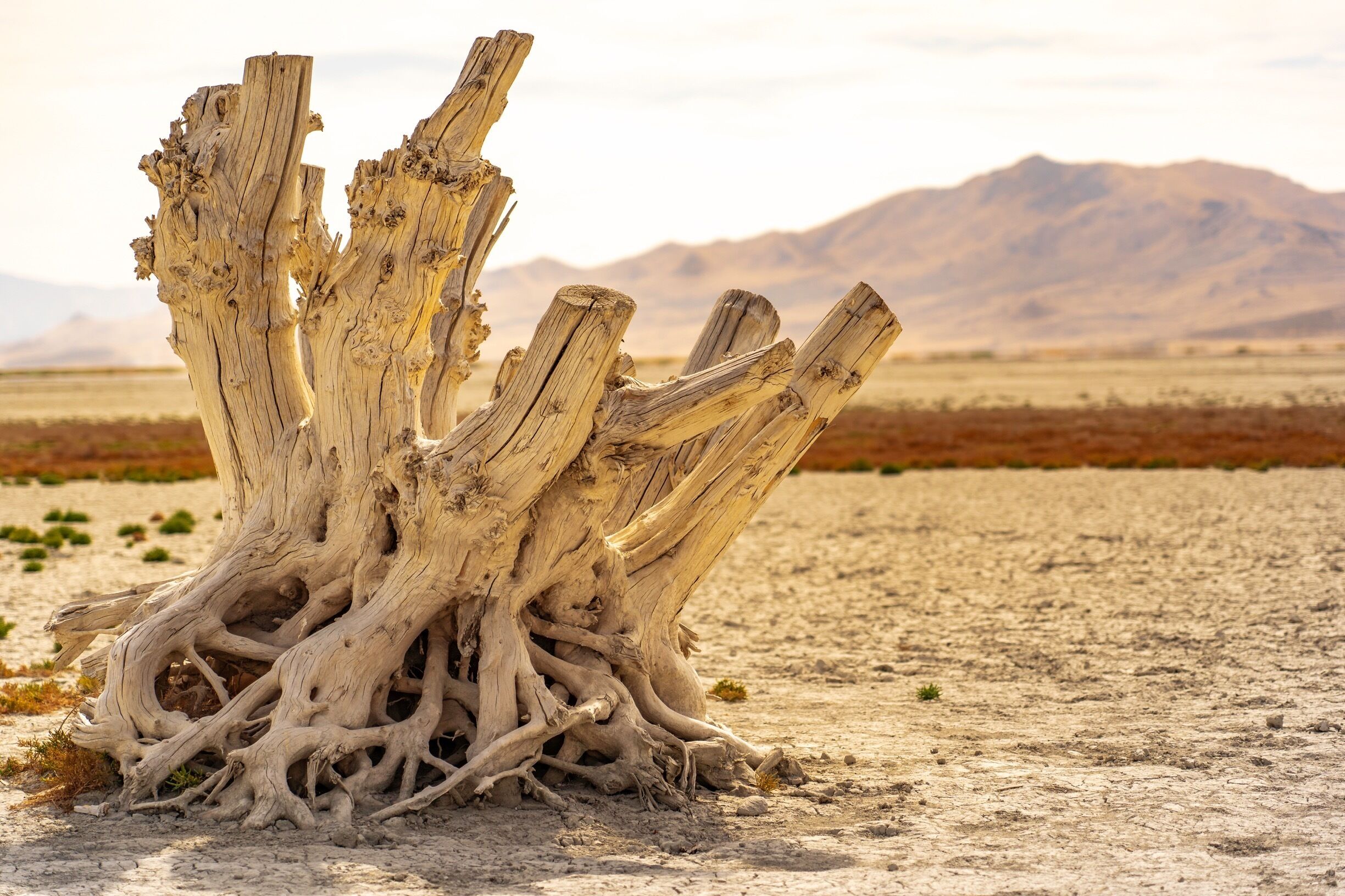 Tree stump in lake bed just off the causeway to Antelope Island.