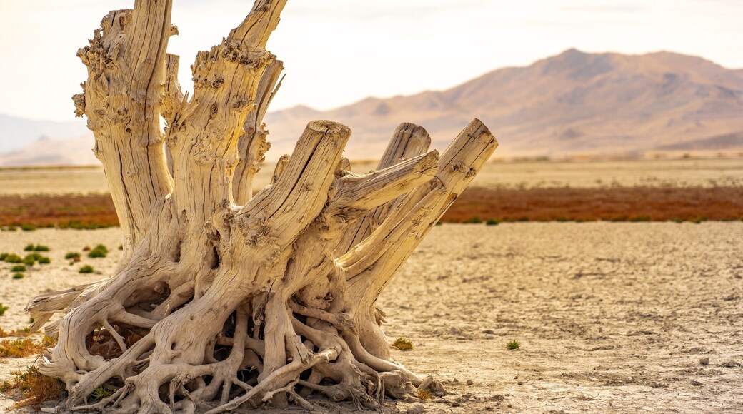 Tree stump in lake bed just off the causeway to Antelope Island.