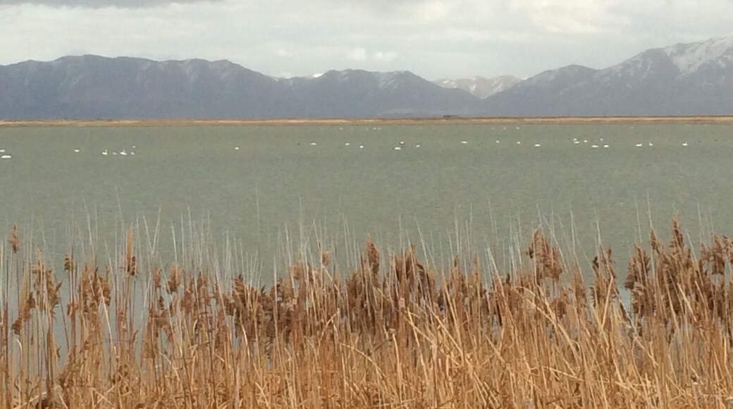 Rainy Day Marsh but the swans were out.