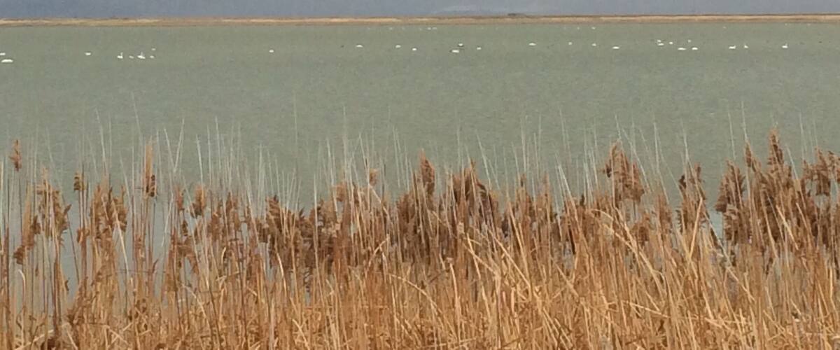 A lake with mountains in the background and tall grasses in the foreground.