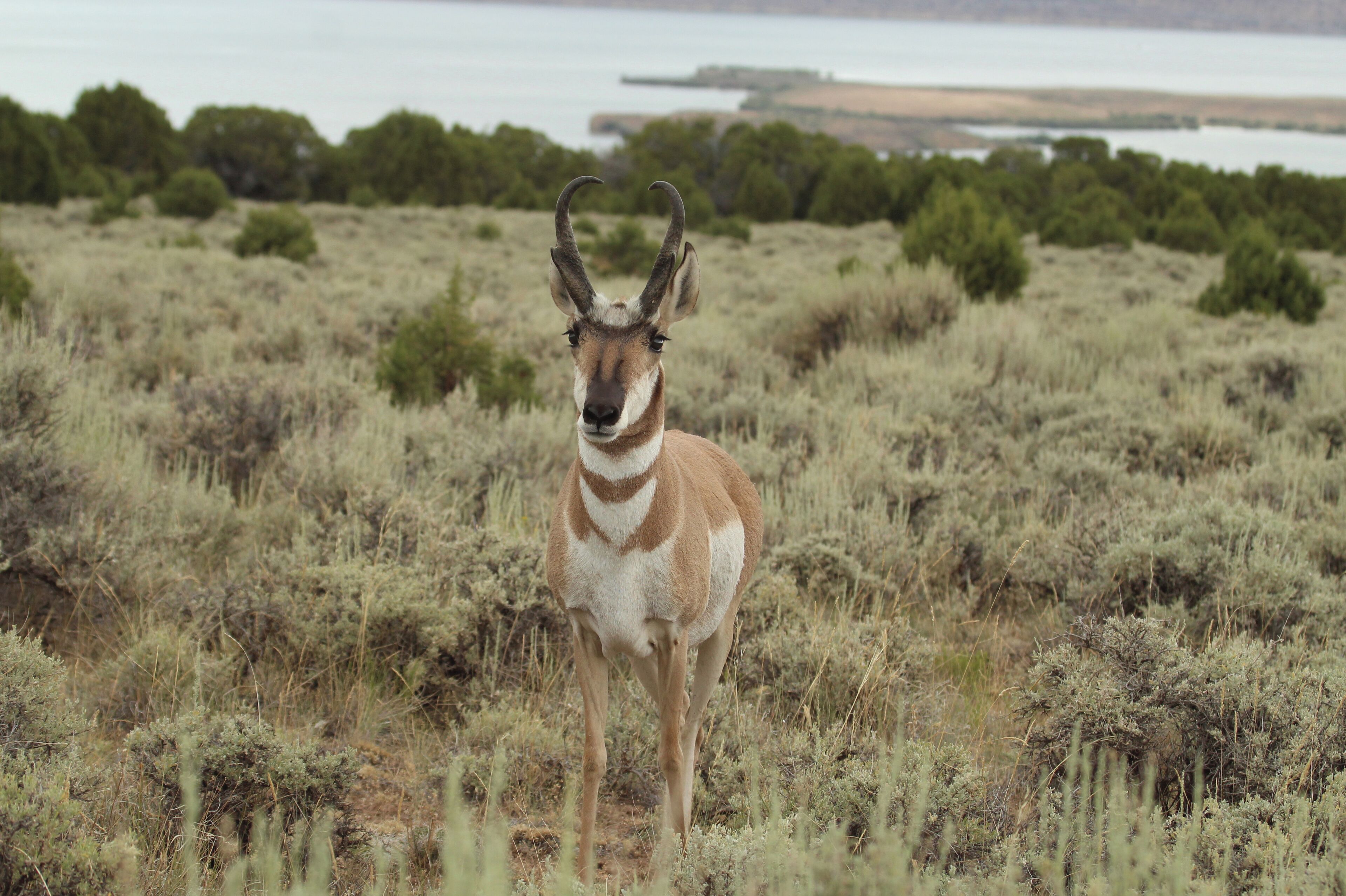 Great campgrounds where we had Antelope walking through our site