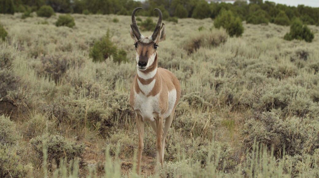 Great campgrounds where we had Antelope walking through our site
