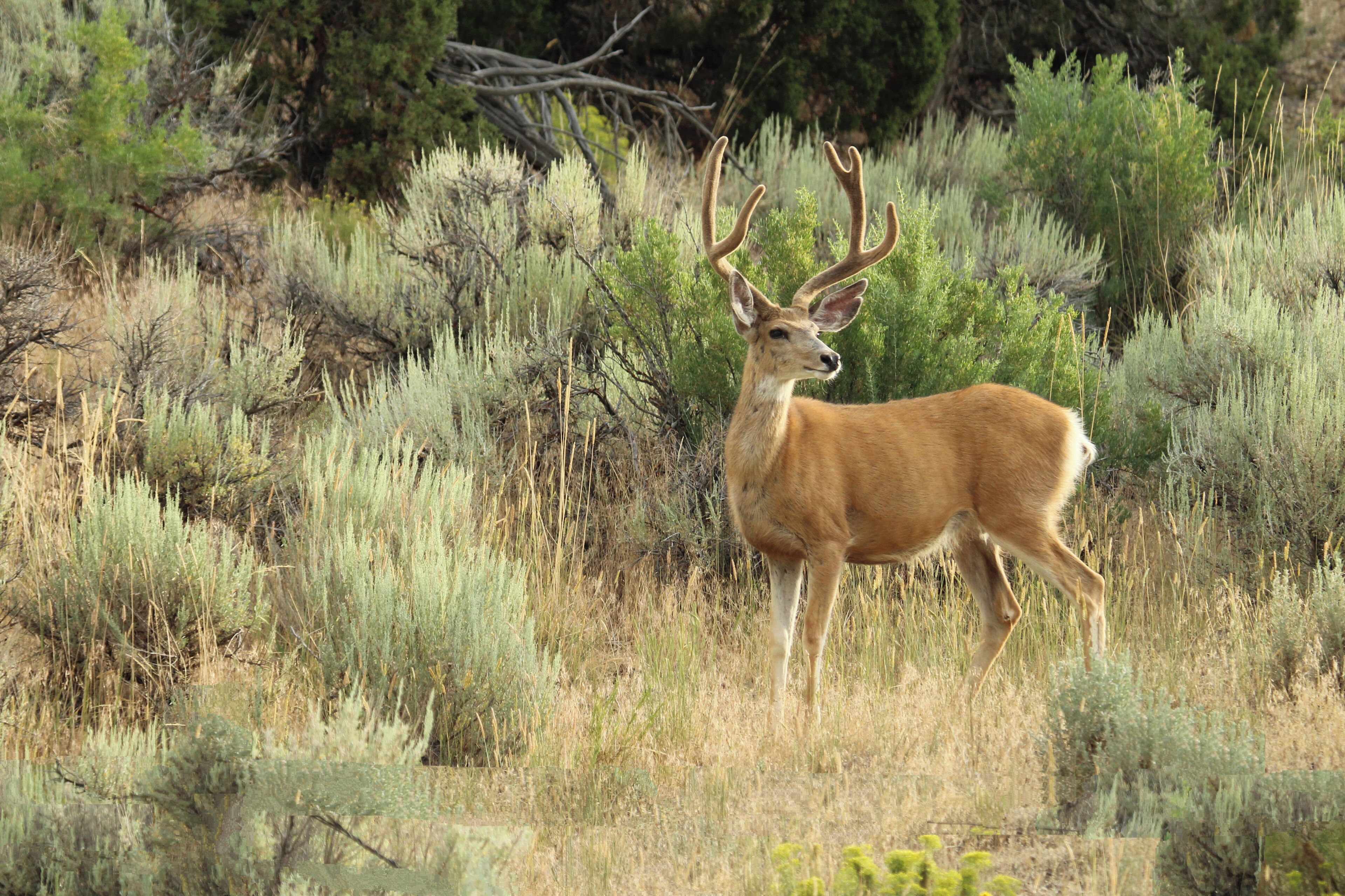 Mule deer along the road