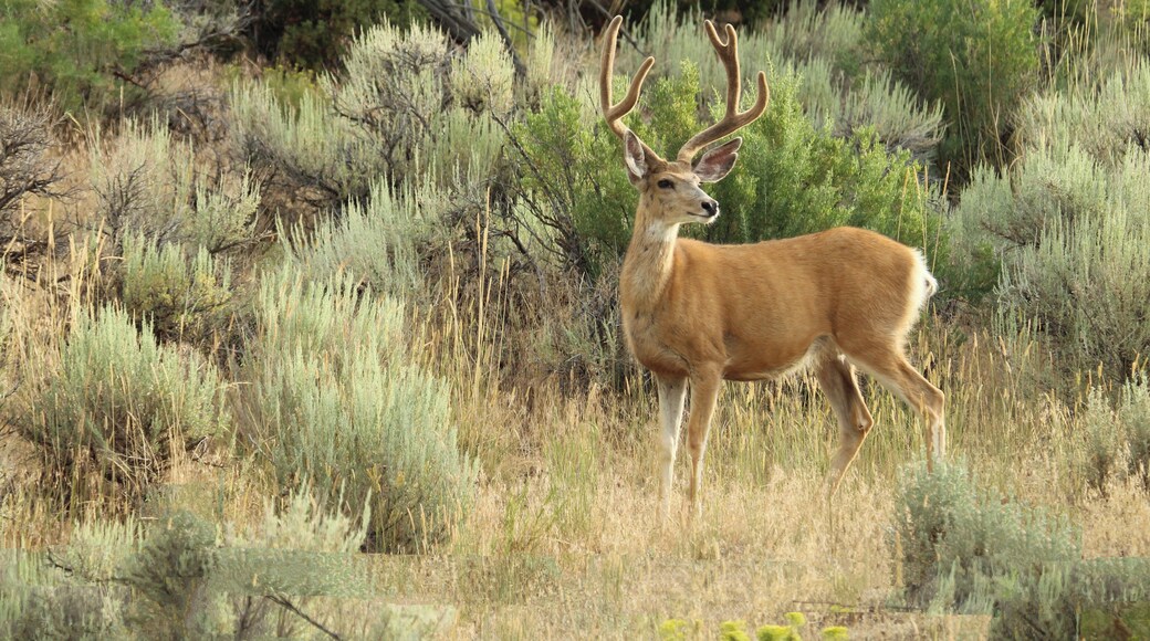 Mule deer along the road