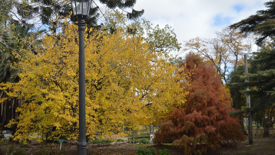 Colores de otoño...