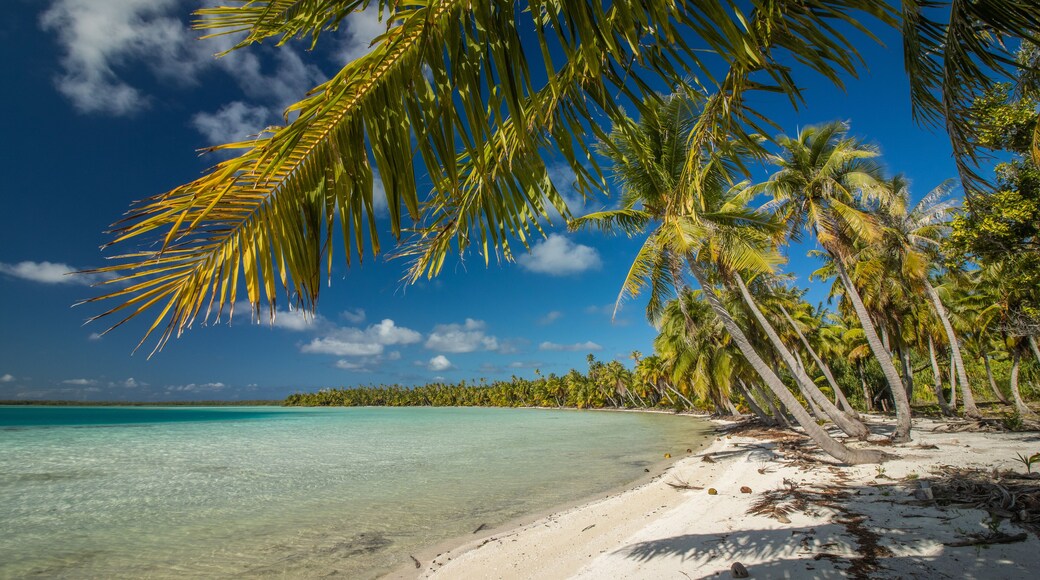Tropical beach with palm tree, Lagoon to Mataiva, French Polynesia