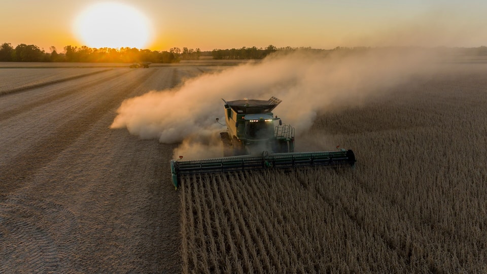 A combine harvester in a field during sunset.