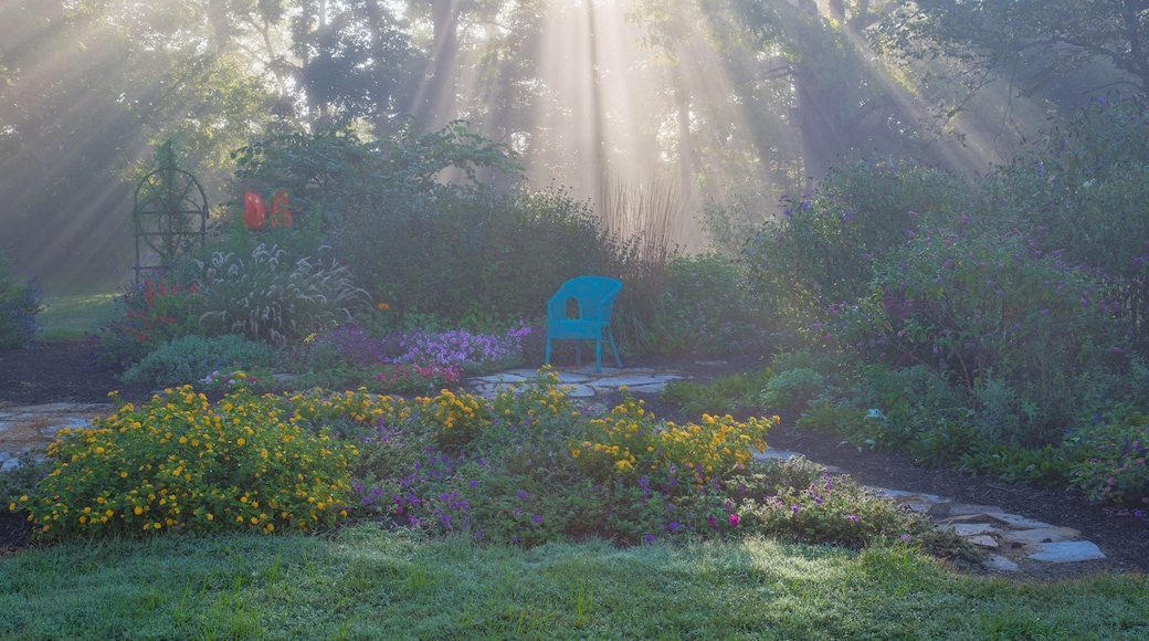 63821-23710 Sun rays in fog in flower garden, Marion Co., IL
