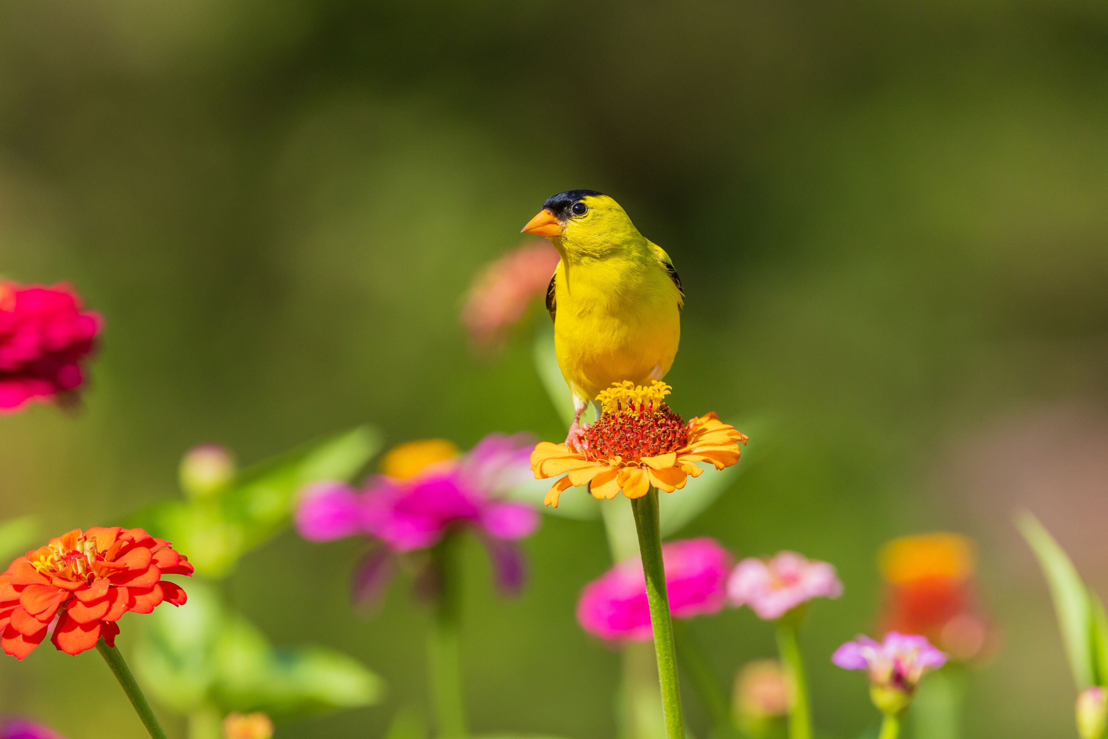 01640-19305 American Goldfinch (Spinus tristis) male on zinnia Marion Co. IL