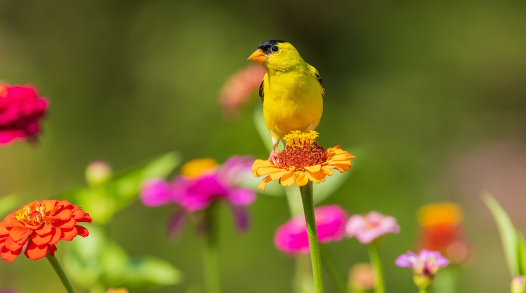 01640-19305 American Goldfinch (Spinus tristis) male on zinnia Marion Co. IL