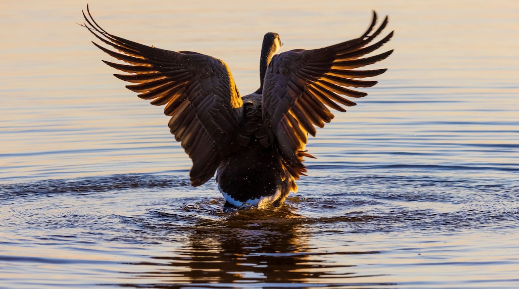 Canada Goose flapping wings in wetland at sunrise, Marion County, Illinois.