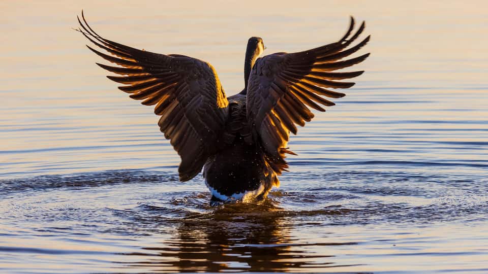 A bird with outstretched wings standing in water.
