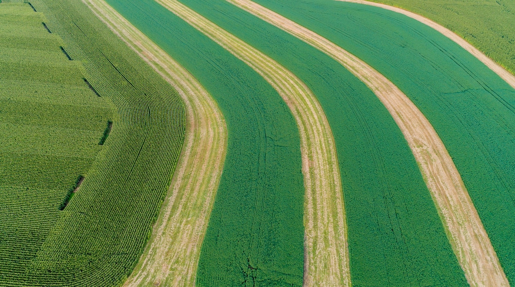 63801-09720 Terraced soybean field-aerial Marion Co. IL