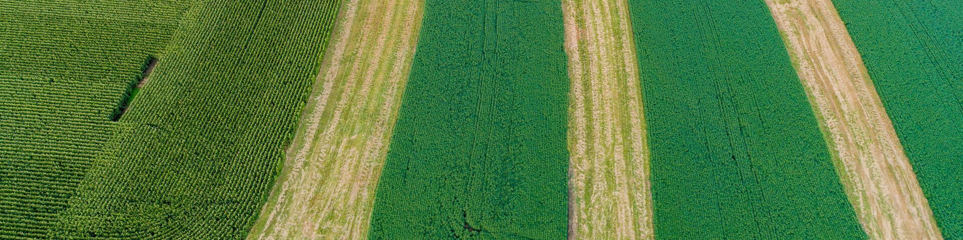 63801-09720 Terraced soybean field-aerial Marion Co. IL