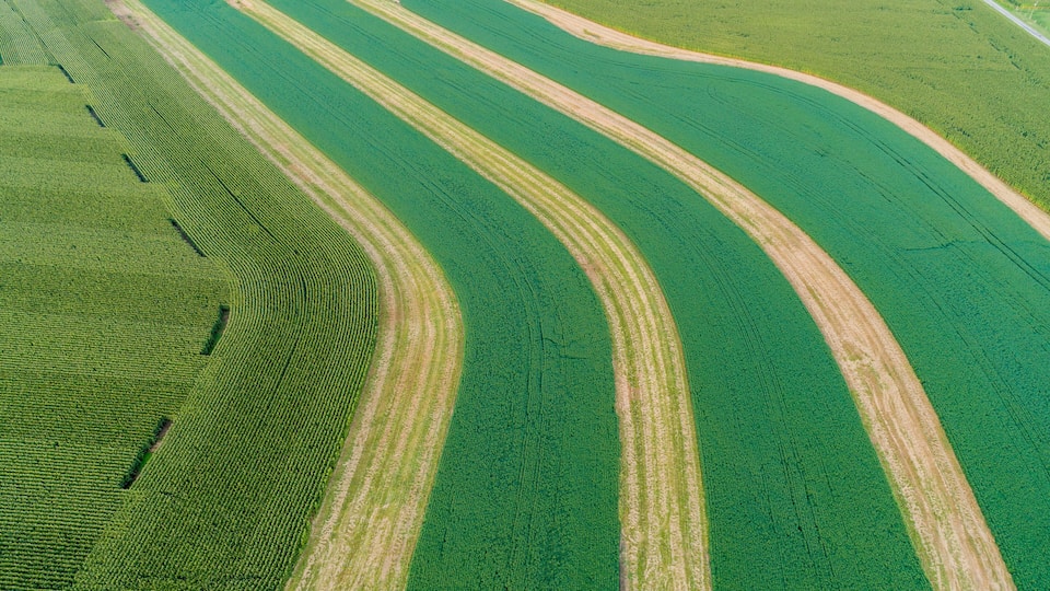 A vast agricultural field with distinct crop rows and curved paths.