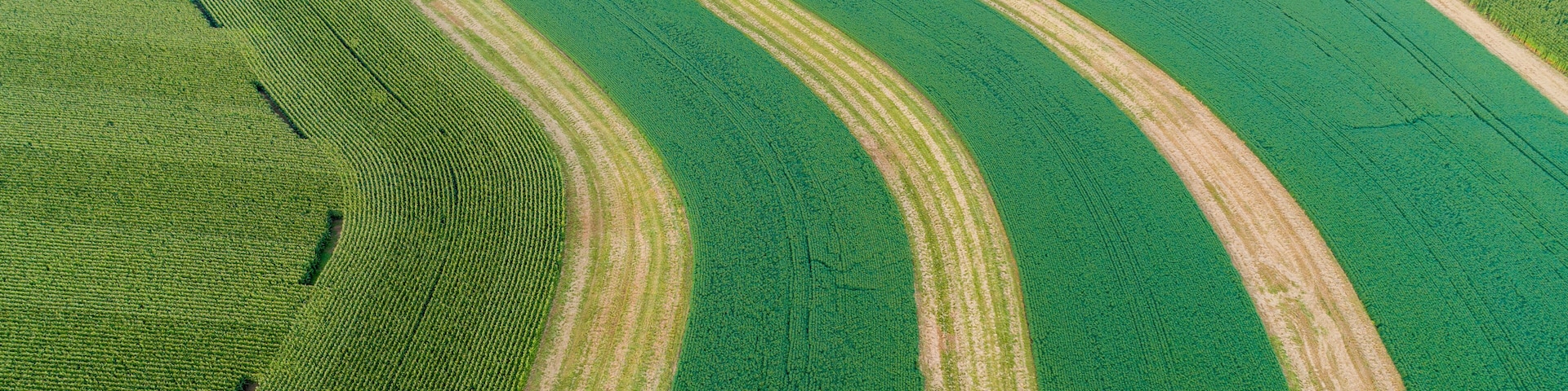 63801-09720 Terraced soybean field-aerial Marion Co. IL
