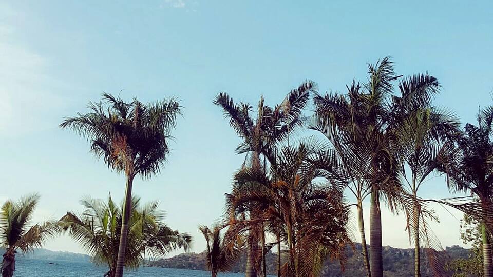 A coastal landscape with palm trees and a bridge leading to a body of water.