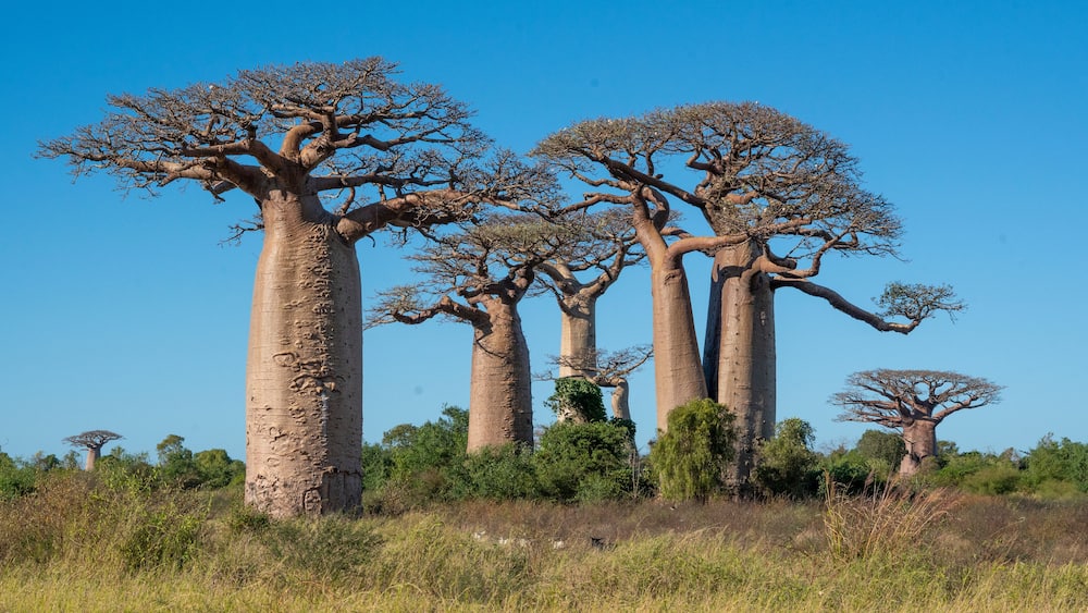 Boabab trees of Morombe, Soutwestern Madagascar