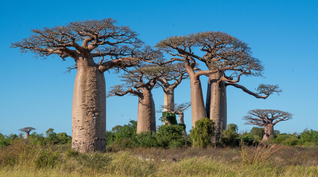 Boabab trees of Morombe, Soutwestern Madagascar
