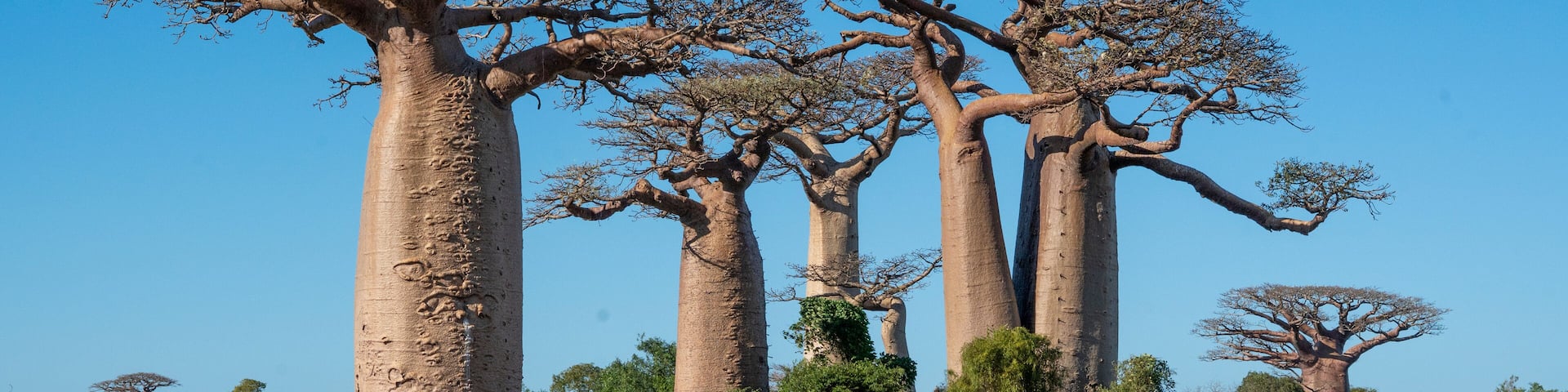 Boabab trees of Morombe, Soutwestern Madagascar