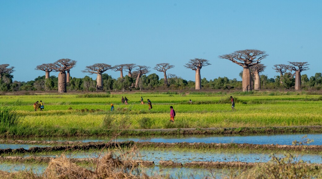 Boabab trees of Morombe, Soutwestern Madagascar
