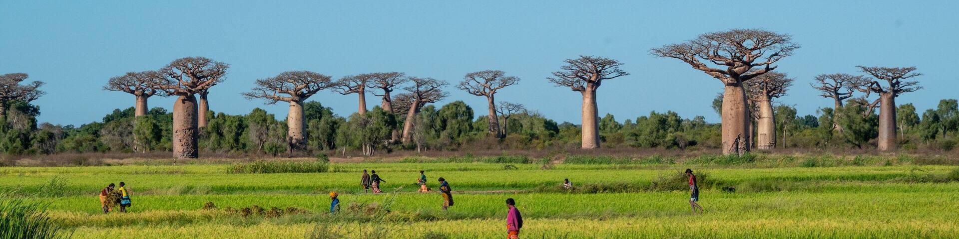 Boabab trees of Morombe, Soutwestern Madagascar