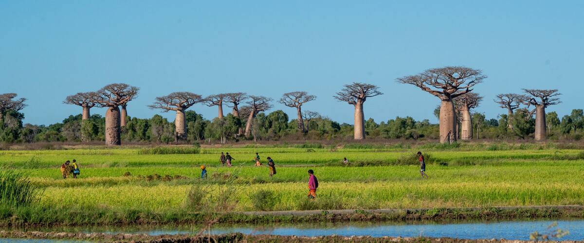 A rural landscape with large baobab trees and people working in the fields.