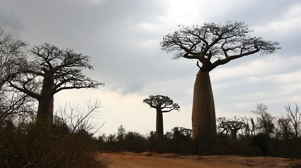 Baobabs Madagaskar