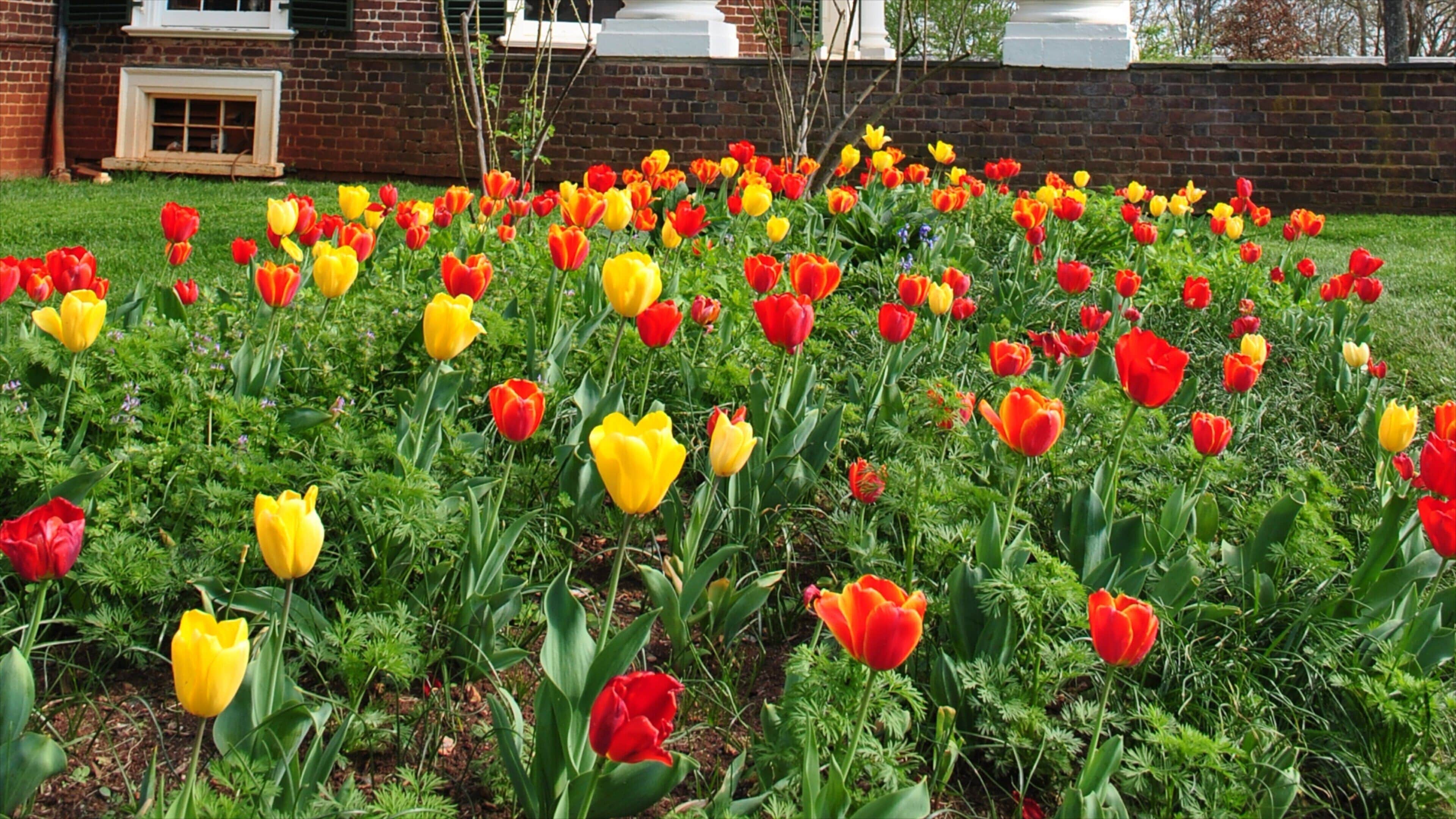Virginia featuring flowers and a garden