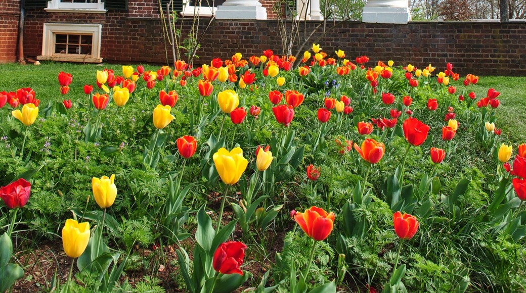 Virginia som viser en have og blomster