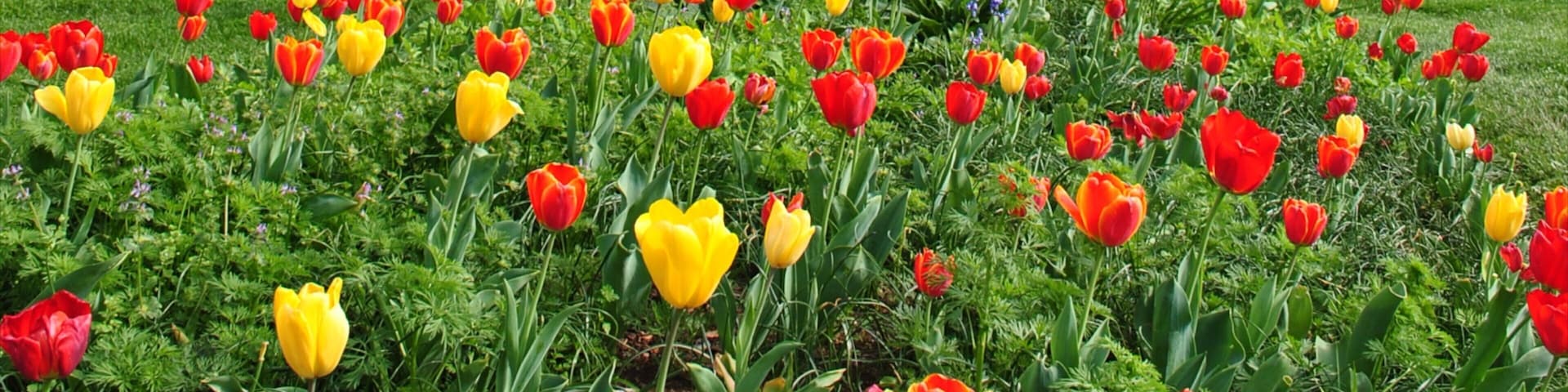 Virginia featuring flowers and a garden
