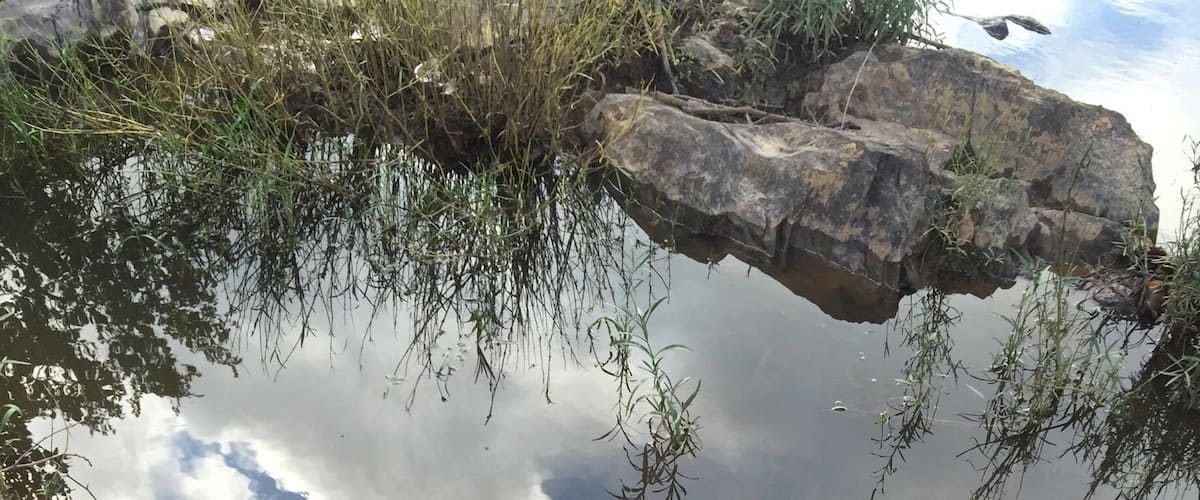 A rocky shoreline with a blue paddle, calm water reflecting clouds, and vegetation growing around.