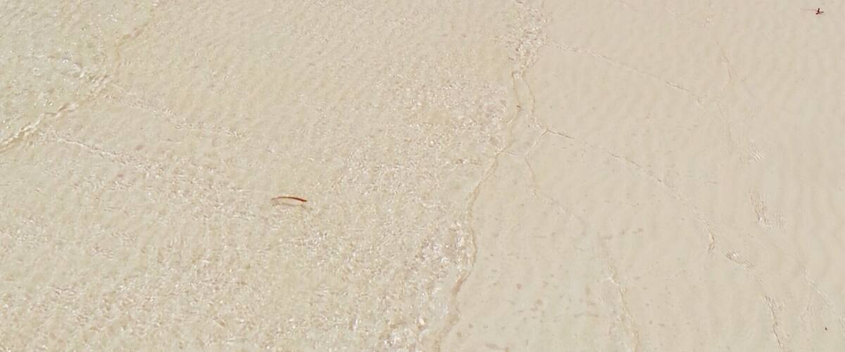 Jacaranda Beach
#kenya #ocean