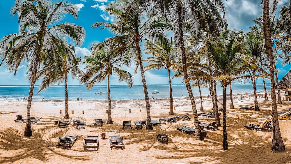 Une plage bordée de palmiers, avec des chaises longues et l’océan.