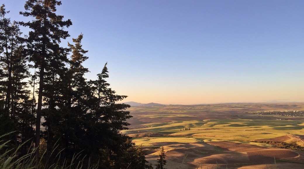 The sun was beginning to set and we hiked up to the top of Badger Mountain, near the ski lodge. You can catch glimpses of deer and as you get the very top, you'll get a breathtaking view of Waterville and the rolling wheat fields of Eastern Washington.