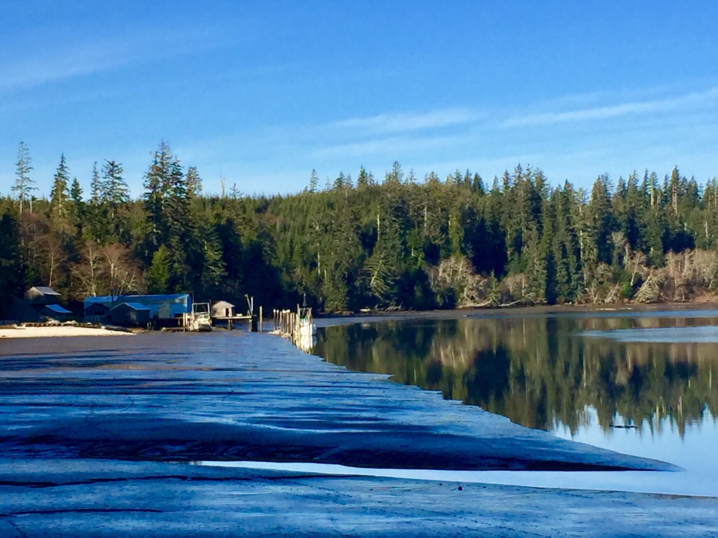 Beautiful morning on the Willipa Bay. 