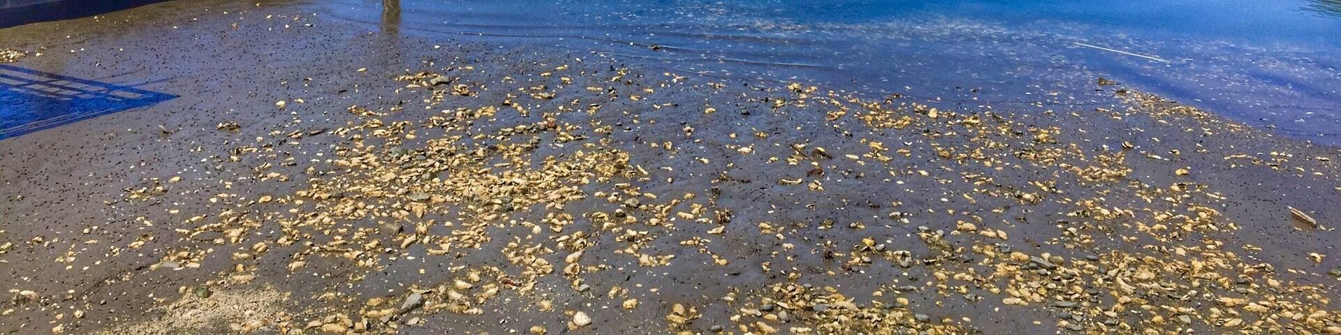 This cool shellfish farm just north of Seattle, WA is a great place to buy fresh oysters, especially after hiking to Oyster Dome.
#AquaTrove
