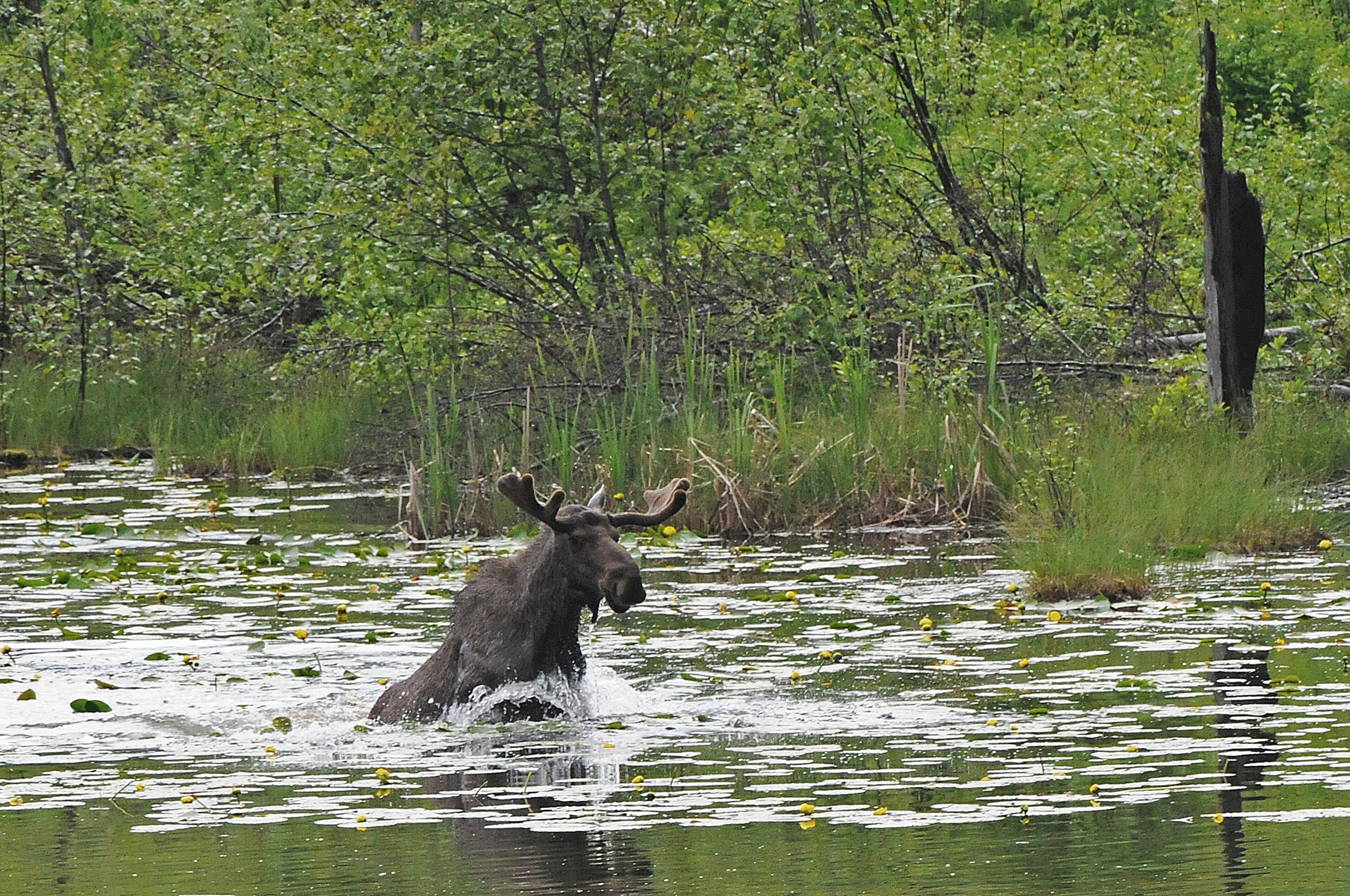 Comté de Pend Oreille