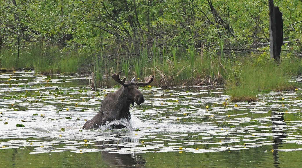 Comté de Pend Oreille
