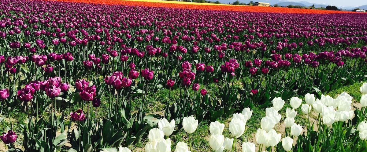 Tulip festival at skagit county near Seattle . This opens up every April and stays for a month . Was overwhelmed by the colors , you see acres of beautiful tulips and you cannot take off your eyes or stop clicking pictures . #tulipfestival #mustgo #bucketlist #hollandofamerica