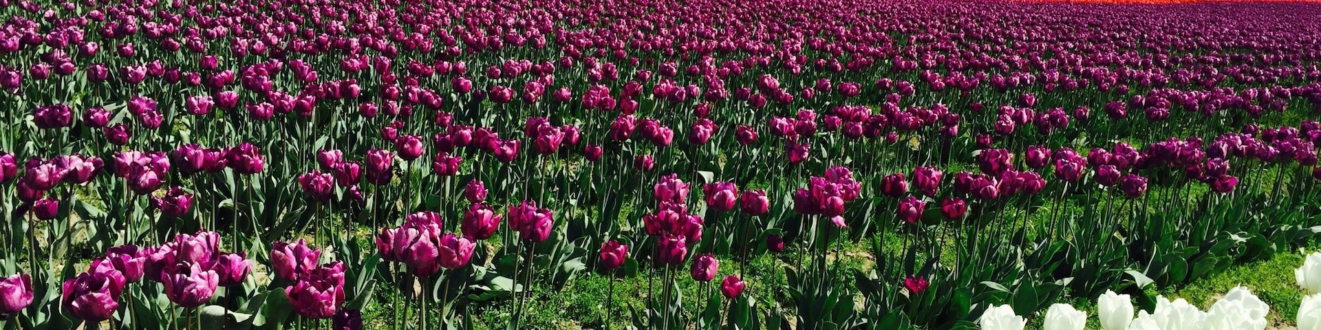 Tulip festival at skagit county near Seattle . This opens up every April and stays for a month . Was overwhelmed by the colors , you see acres of beautiful tulips and you cannot take off your eyes or stop clicking pictures . #tulipfestival #mustgo #bucketlist #hollandofamerica