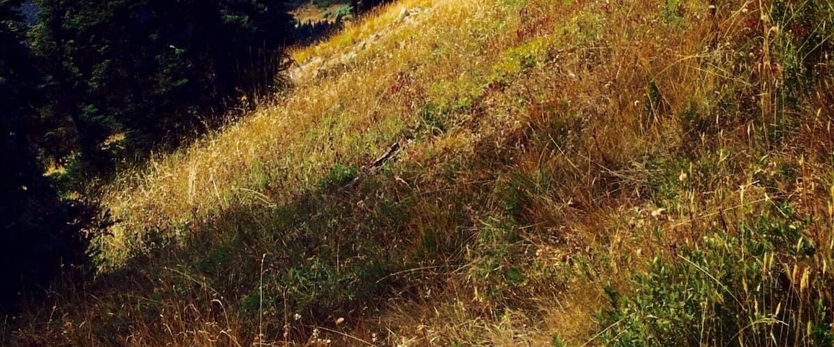 A mountain valley with evergreen trees and a river.
