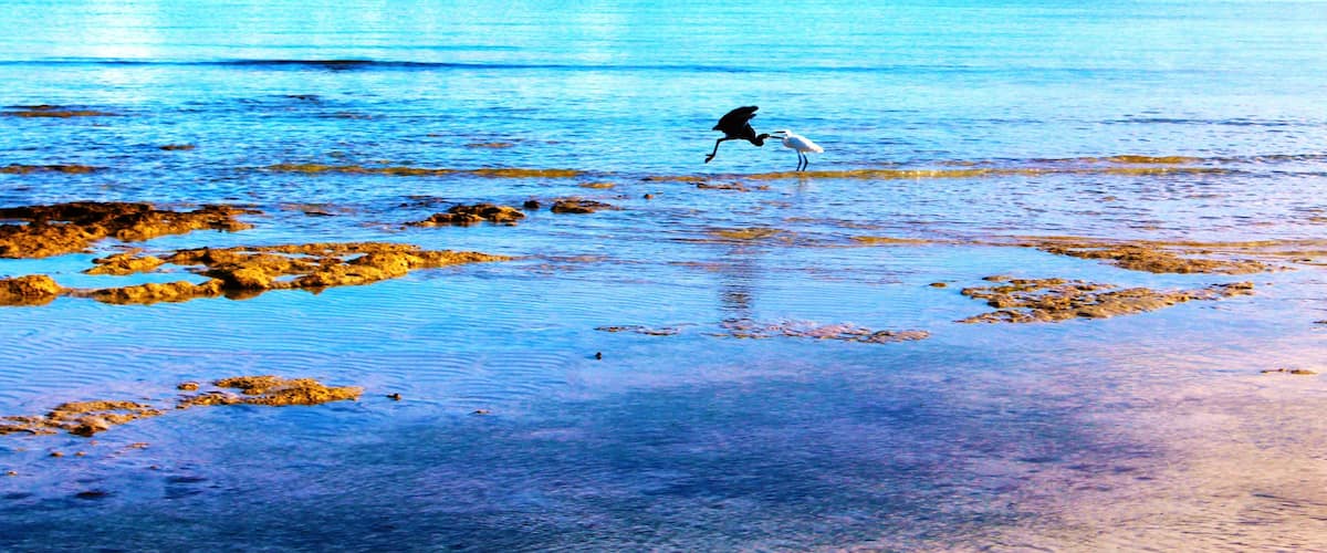 A beach with clear blue water and a bird standing on the shore.