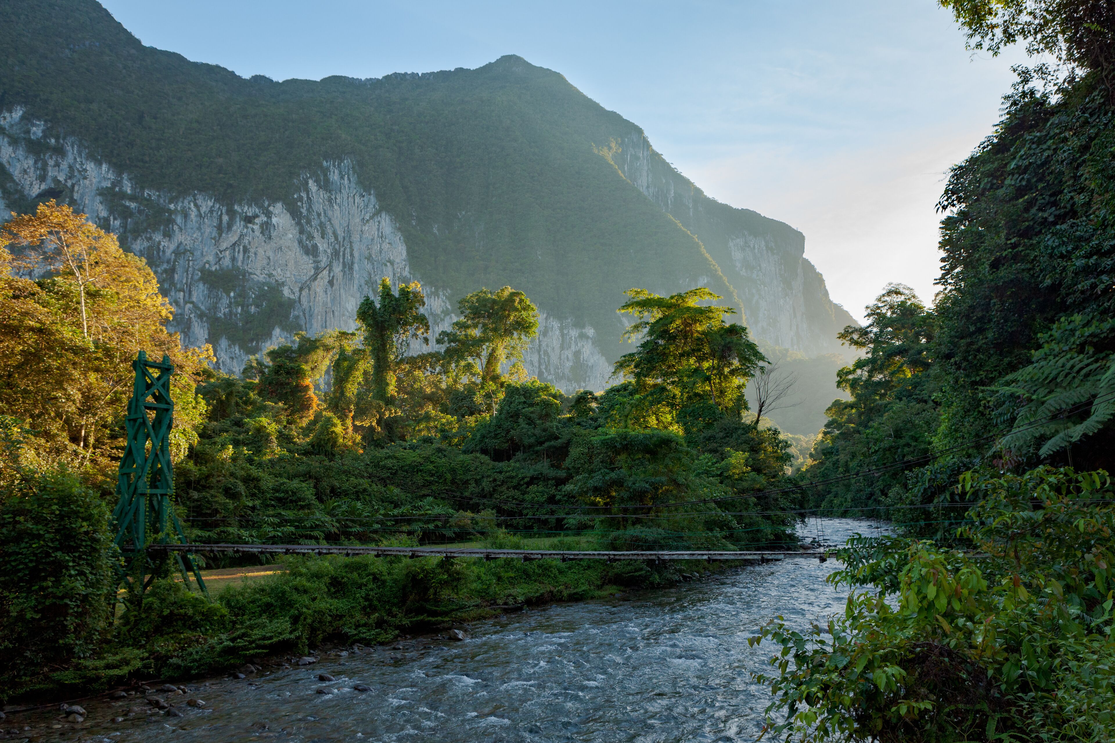 Lush forest scene at morning sunrise in Borneo Malaysia