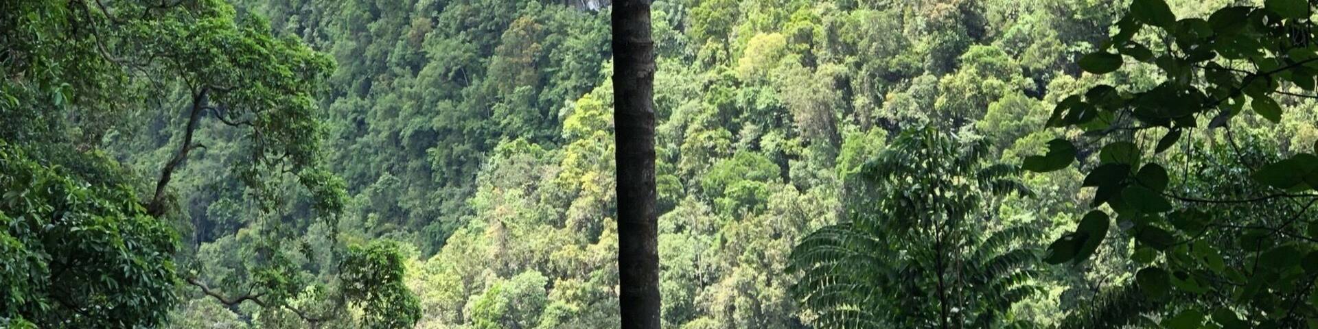 A lush green forest with a prominent tree in the foreground and a steep cliff in the background.